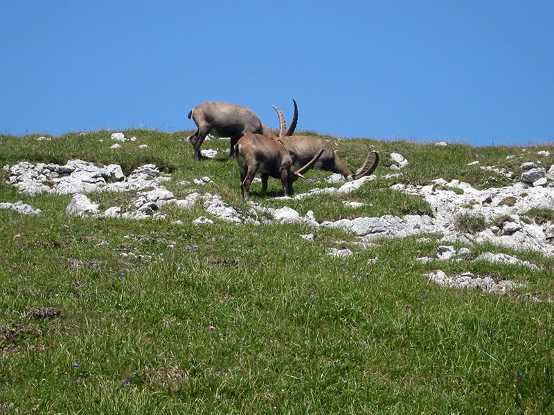 hochschwab